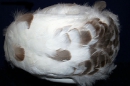 модель белой женской шапки из птичьего меха,головные уборы из выделанных шкур птиц