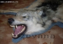 Волк- чучело зверя из охотничьих трофеев