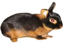 Мех кролика чёрно-бурой породы.