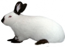 Мех кролика породы Русский горностаевый.